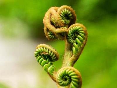 fiddlehead ferns