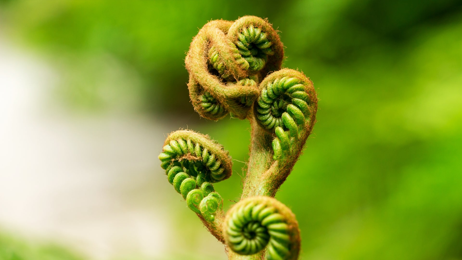 fiddlehead ferns