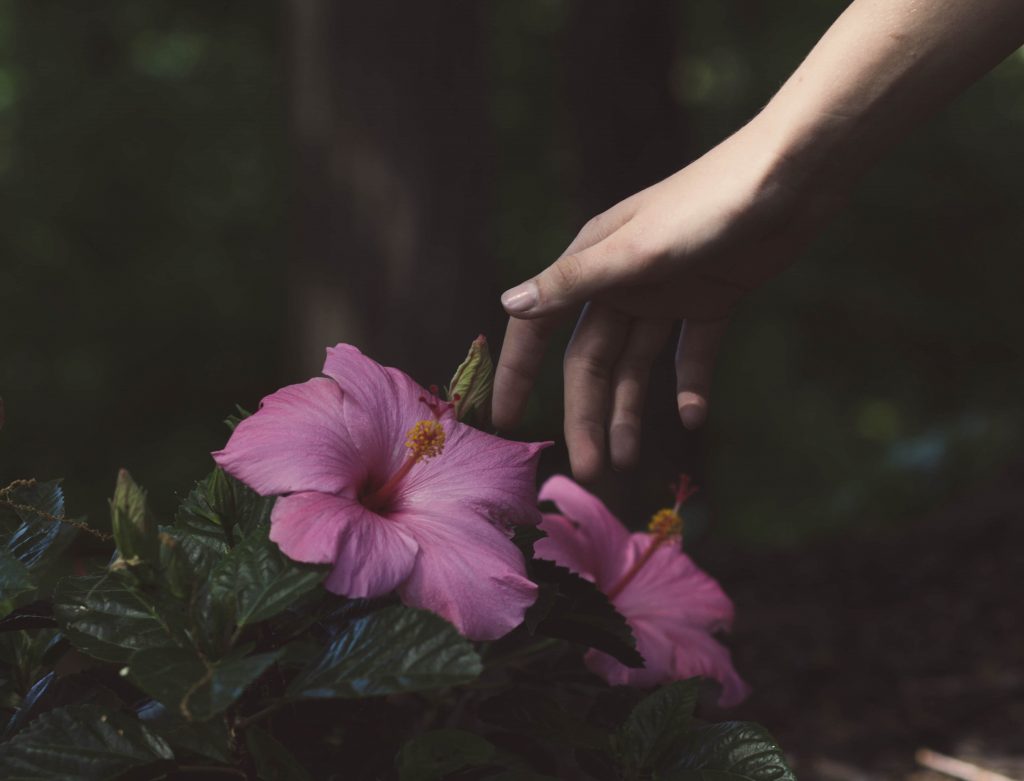 edible flowers health benefits