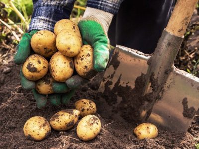 where to buy wholesale potatoes