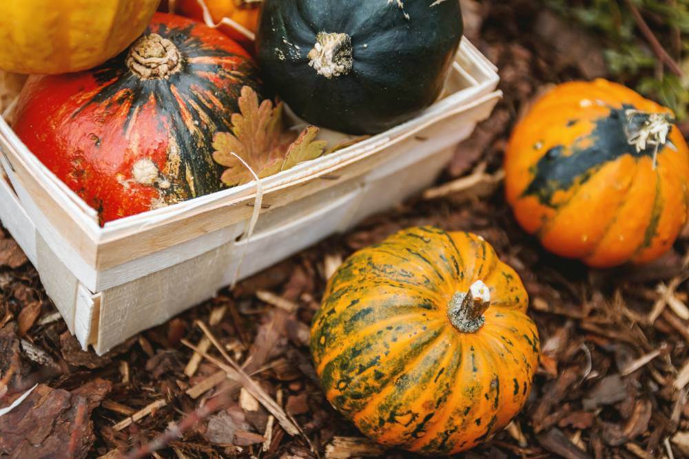 winter squash varieties