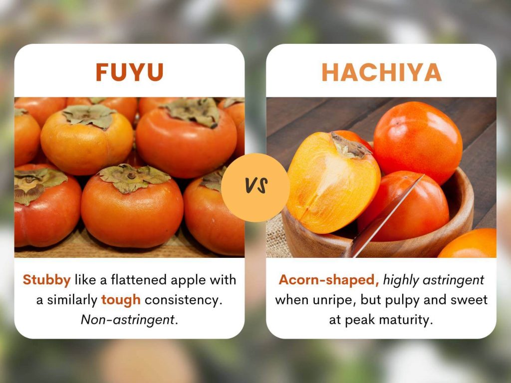 Fuyu vs Hachiya Persimmons