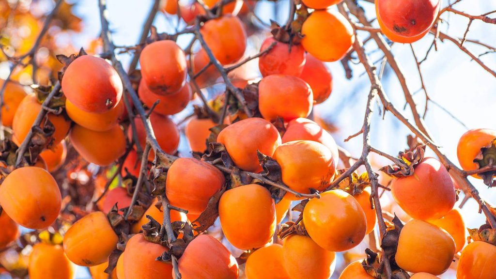 persimmons