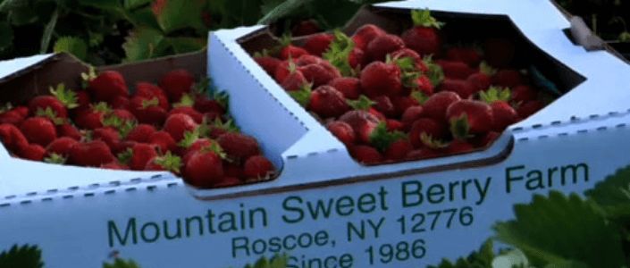 mountain sweet berry farm