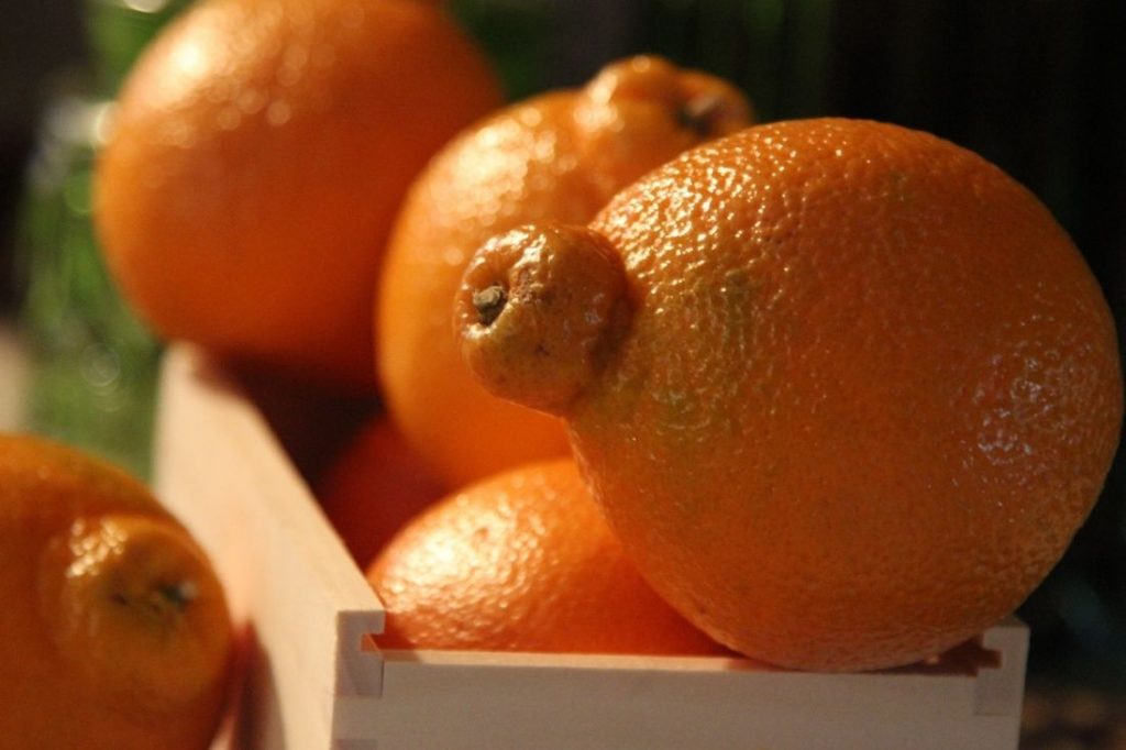 types of citrus fruit