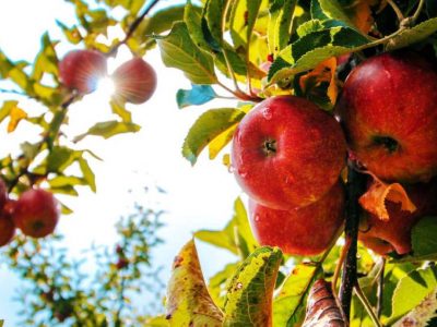 local apples