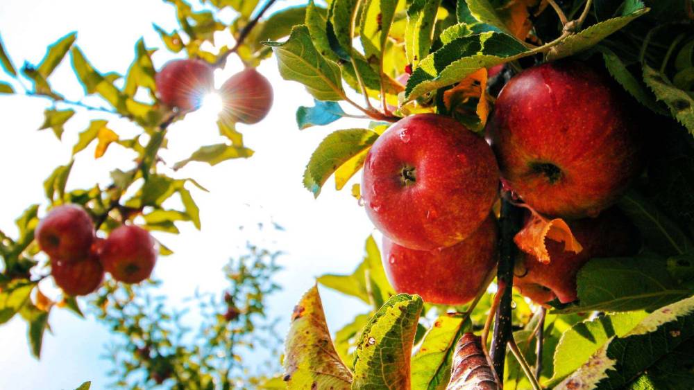 Fruit in Focus  Gala Apple - Fruit Salad Trees