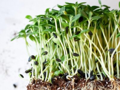 microgreens