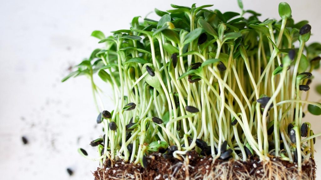 microgreens