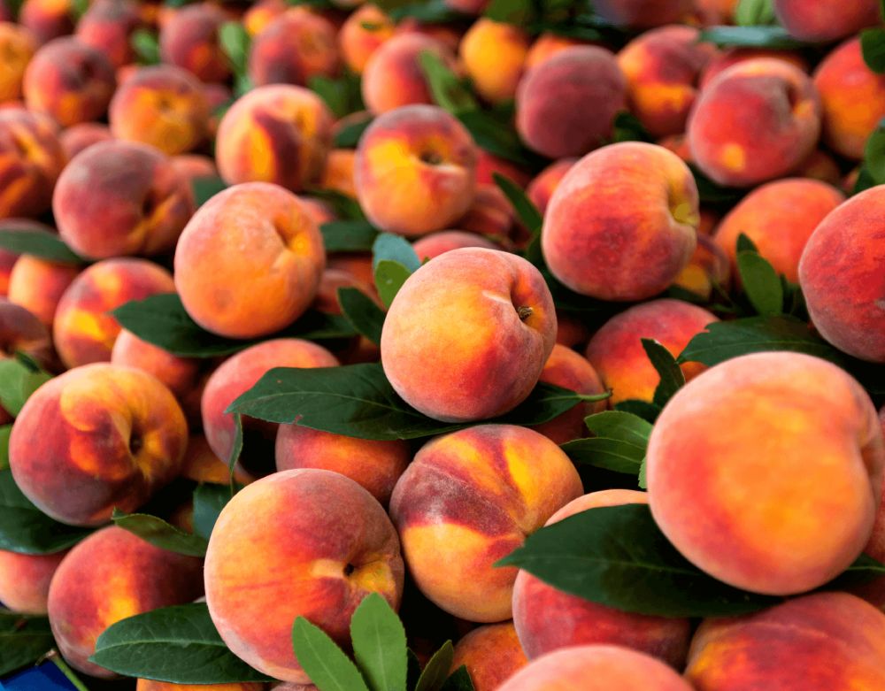 stone fruits peaches
