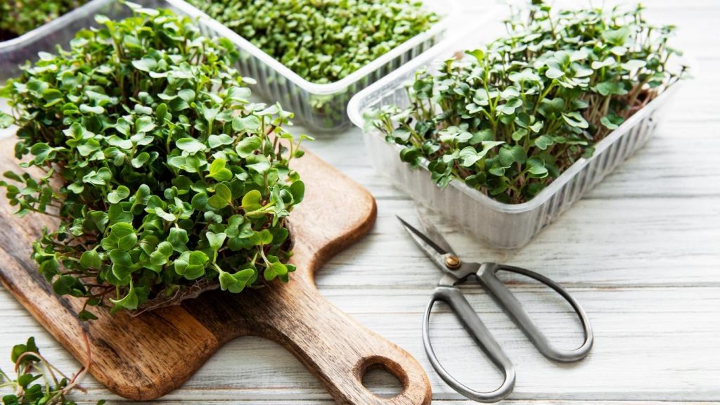 types of microgreens