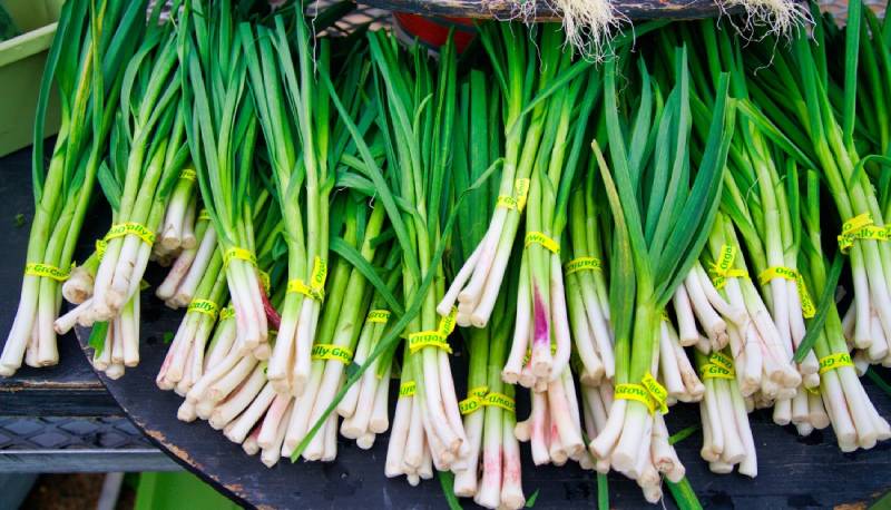 Substitute onion for shallot, but scallions are a little trickier