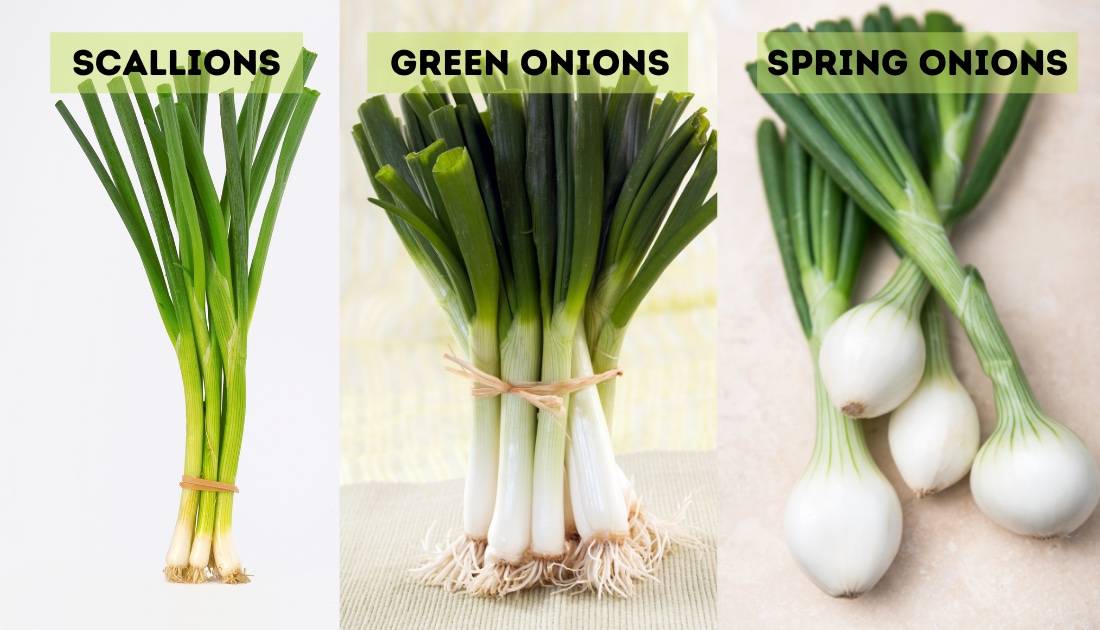 Substitute onion for shallot, but scallions are a little trickier