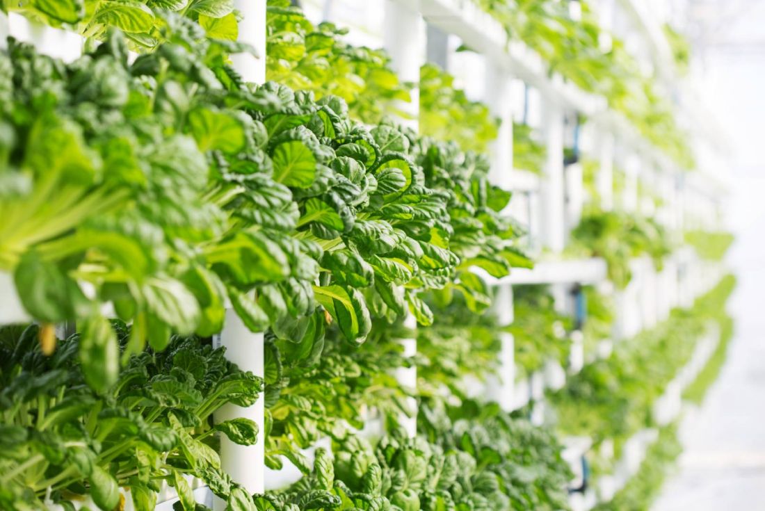 Vertical farms vs traditional farms