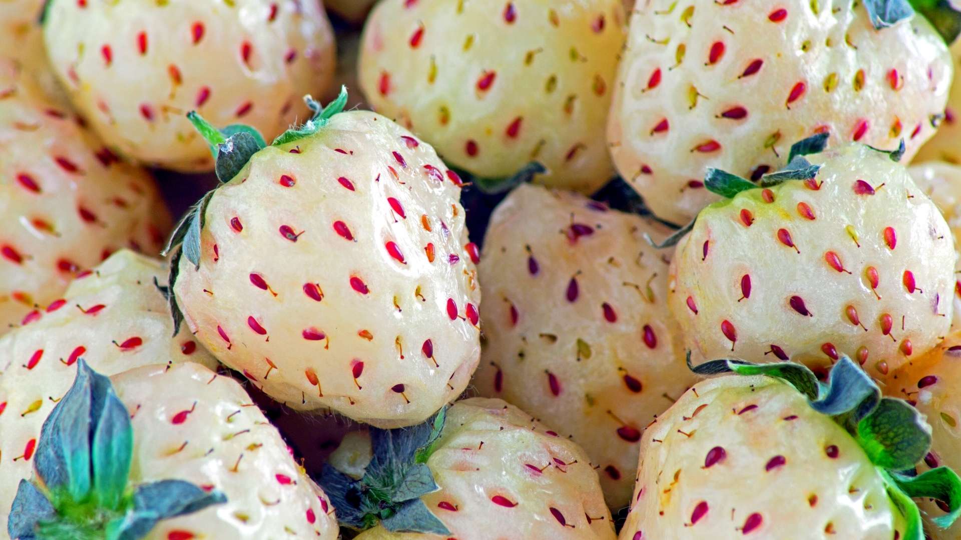 pineberries