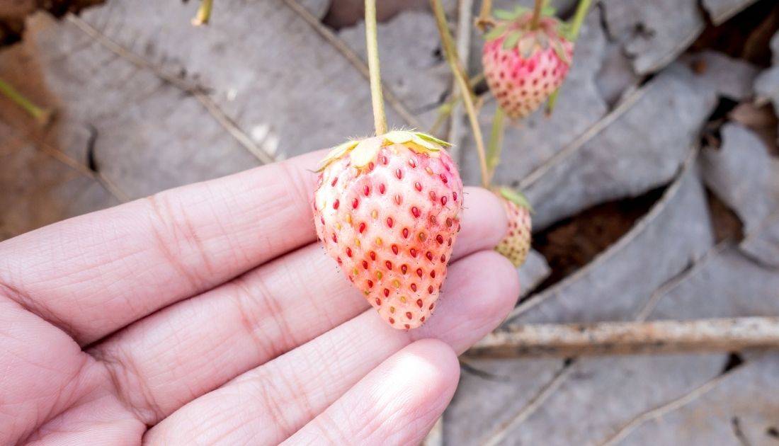 Pineberries