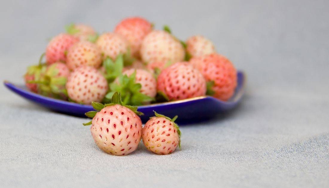 Culinary uses for Pineberries in 2025 Culinary uses for Pineberries in 2025