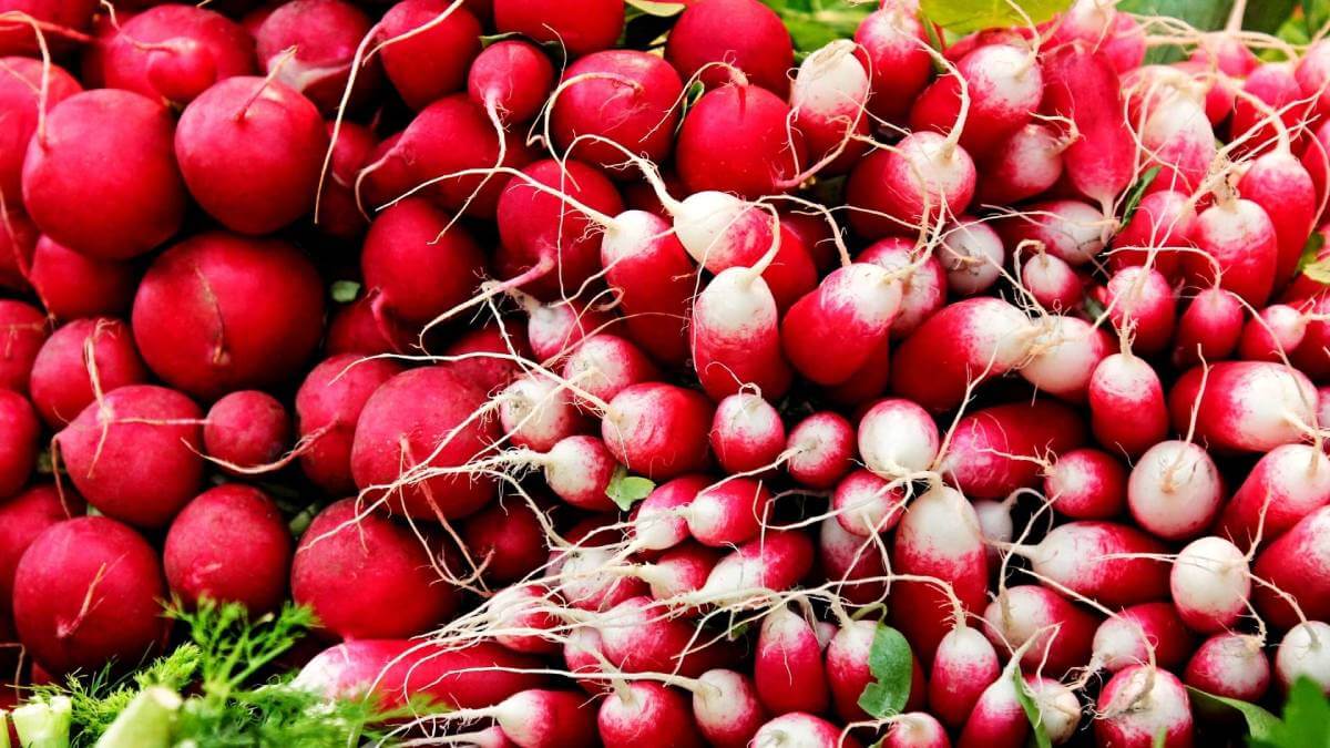 radishes 3