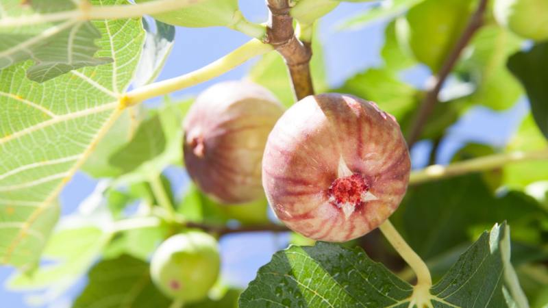 Riviera Fig Tree