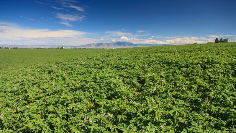 Riviera Idaho Potatoes Field