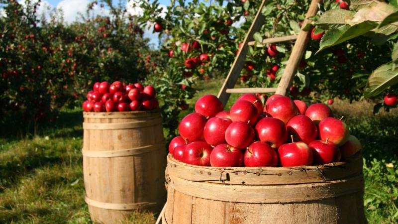 Riviera Apple Picking