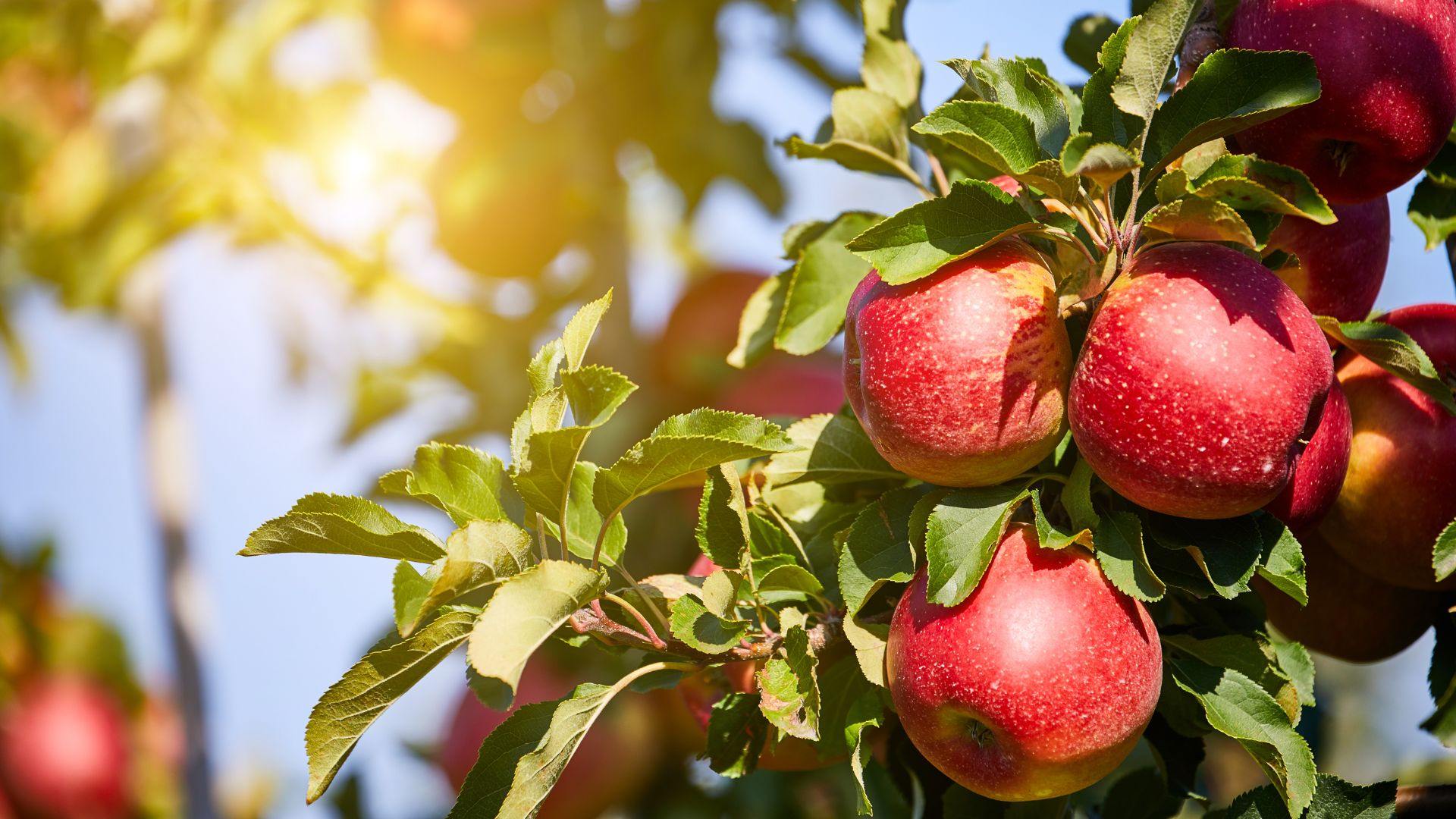 Riviera Apple Season