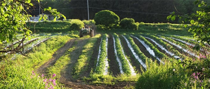 Norwich Meadows Farm supply