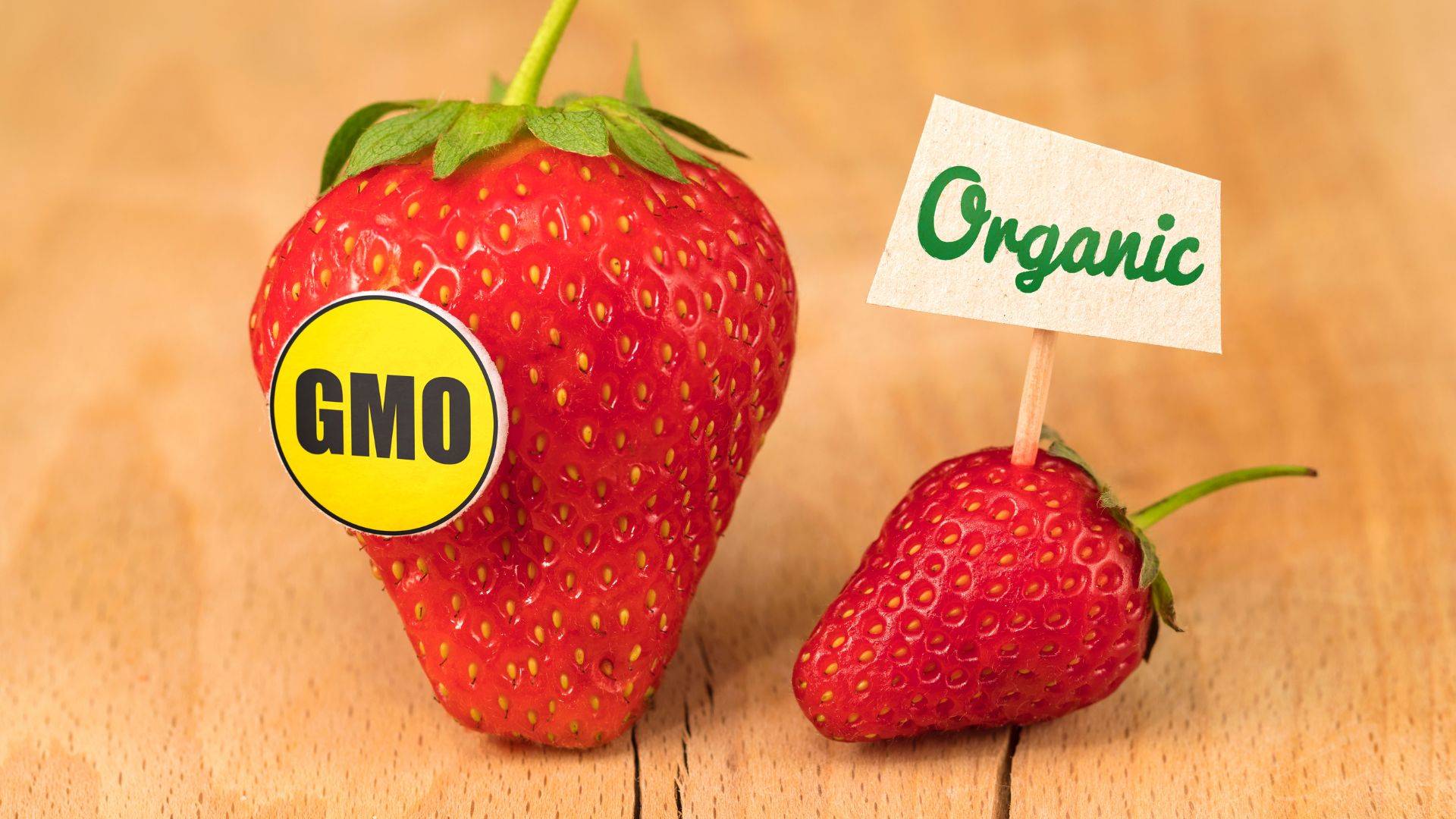 difference between gmo and organic food