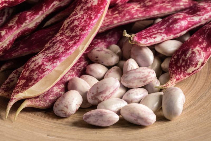 cranberry beans