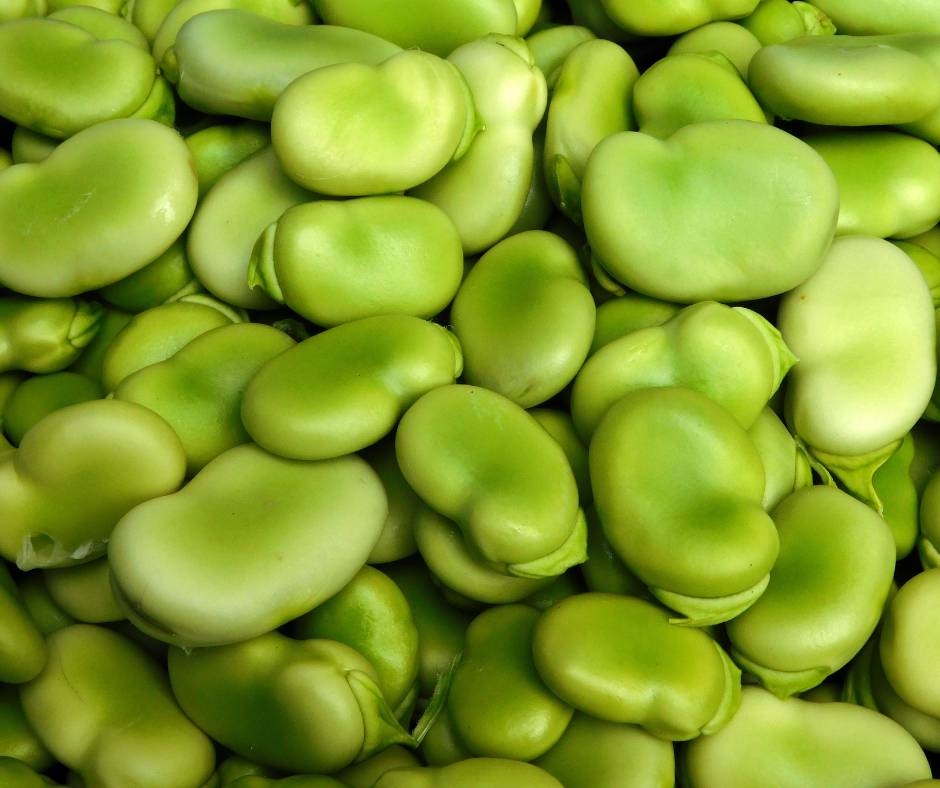 fava beans 1