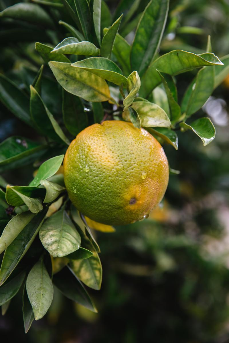 wholesale limes