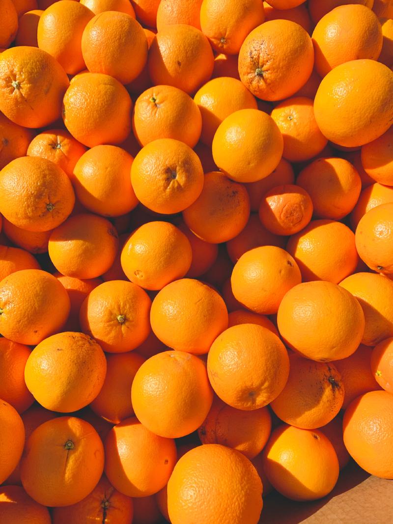 wholesale navel oranges