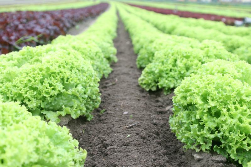 lettuce shortage 2023