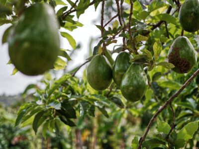 California avocados are in season