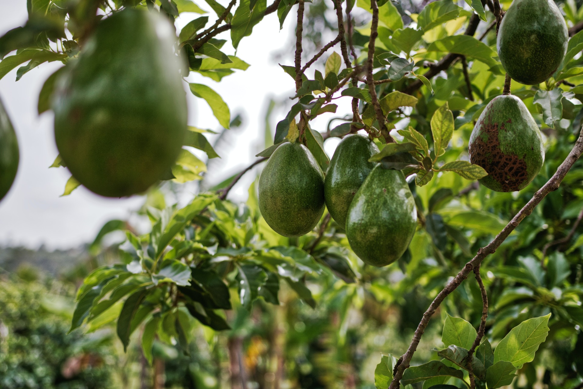 California avocados are in season