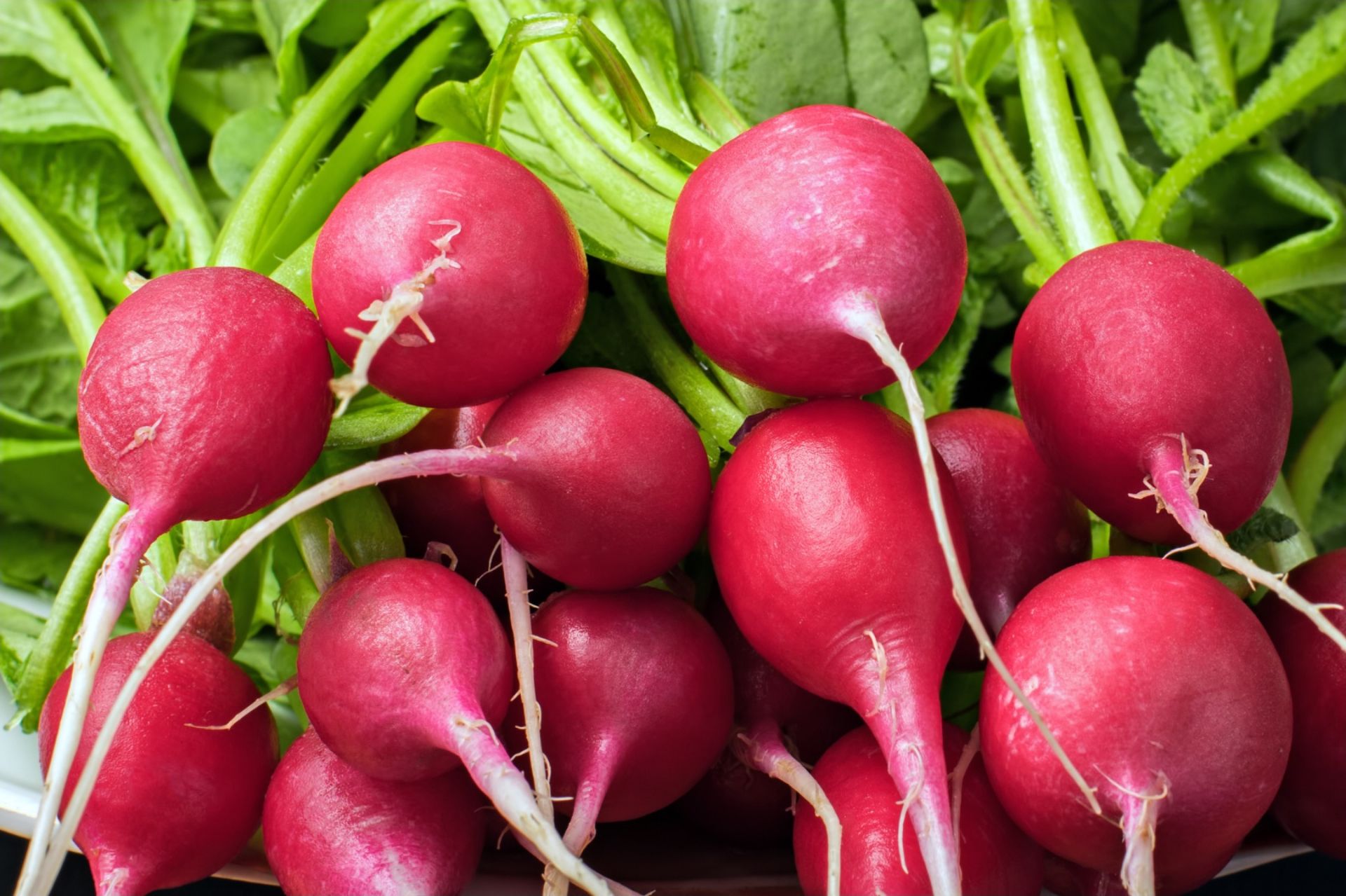 Chefs Guide to Radishes