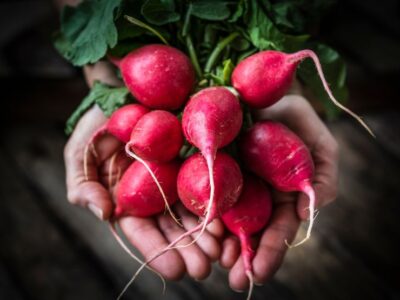 Radish Varieties 1