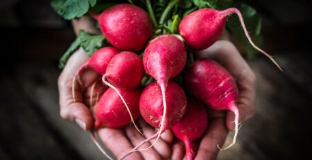 Radish Varieties 1