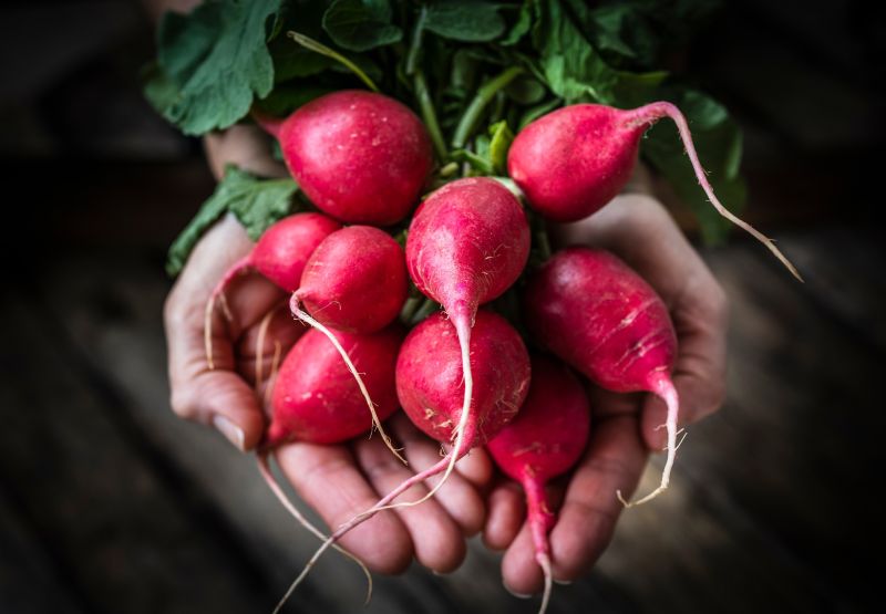 Radish Varieties 1