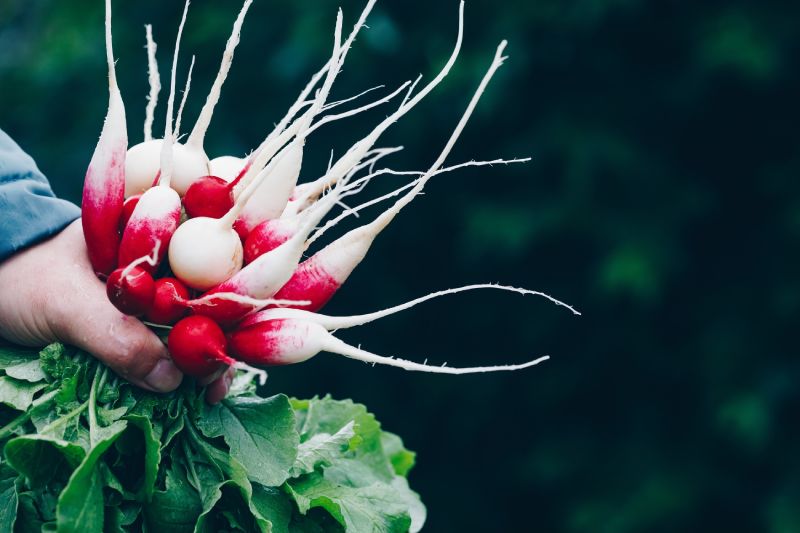 Radish Varieties 2