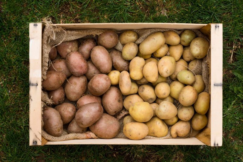 A Brief History of the Shortage of Potatoes