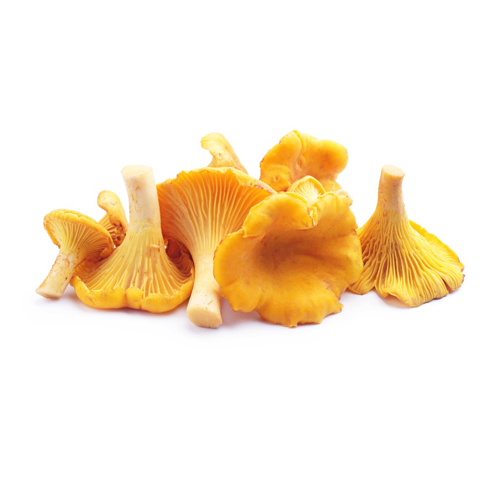Chanterelle Mushrooms