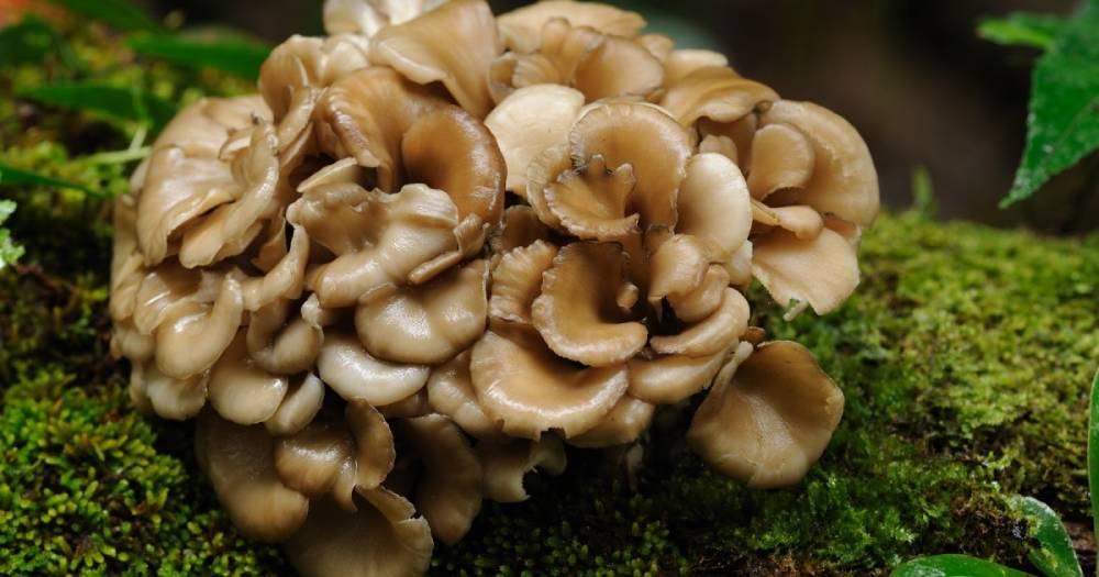 Maitake Mushrooms