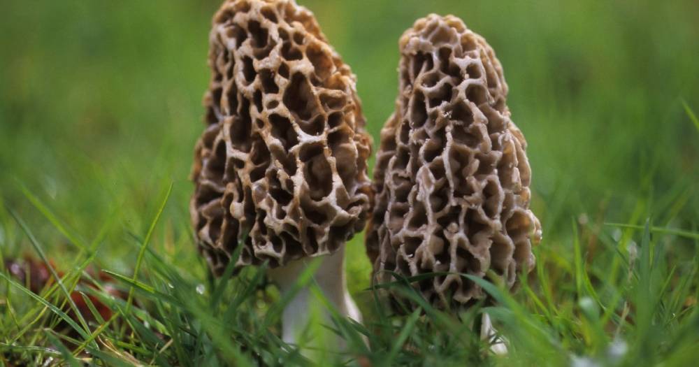 Morels Mushrooms