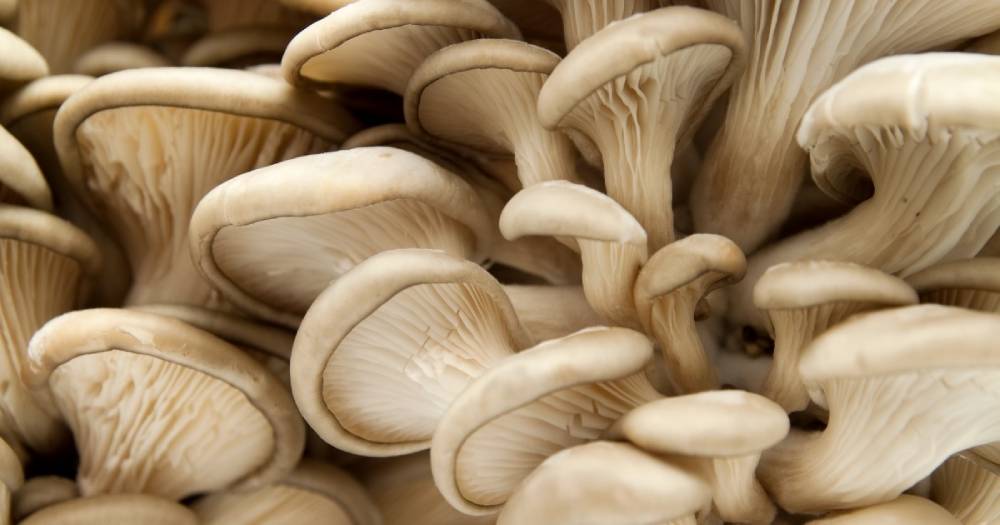 Oyster Mushrooms