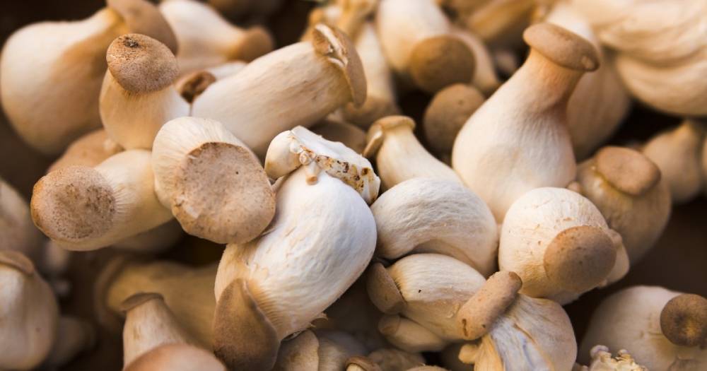 Royal Trumpet Mushrooms