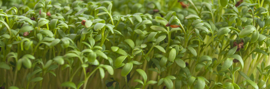 microgreens near me