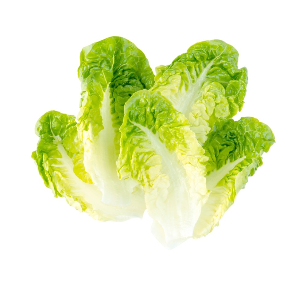 Sweetheart Little Gem Lettuce, Church Brother Farms