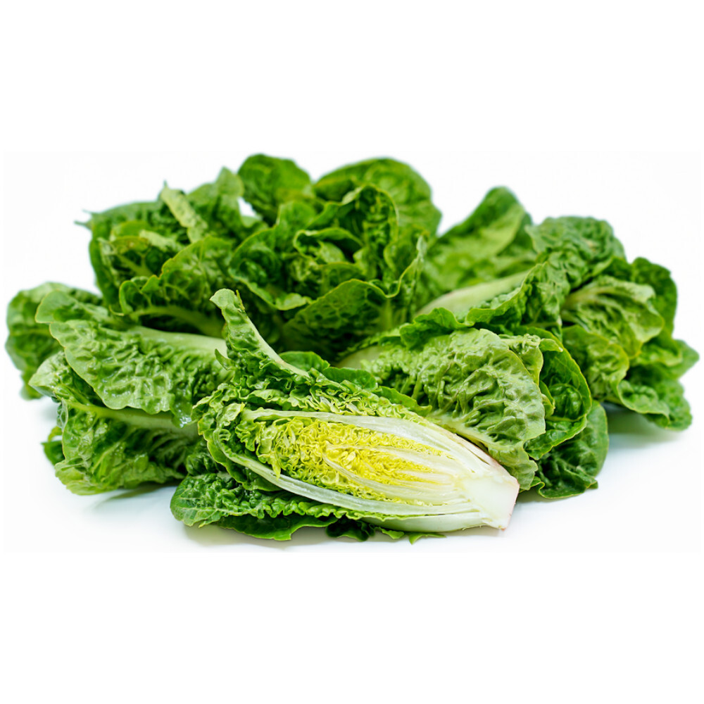 Baby Green Romaine Lettuce