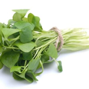 Purslane